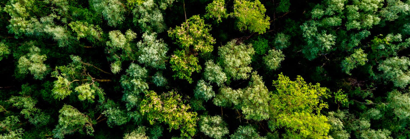 Ein grüner Laubwald von oben