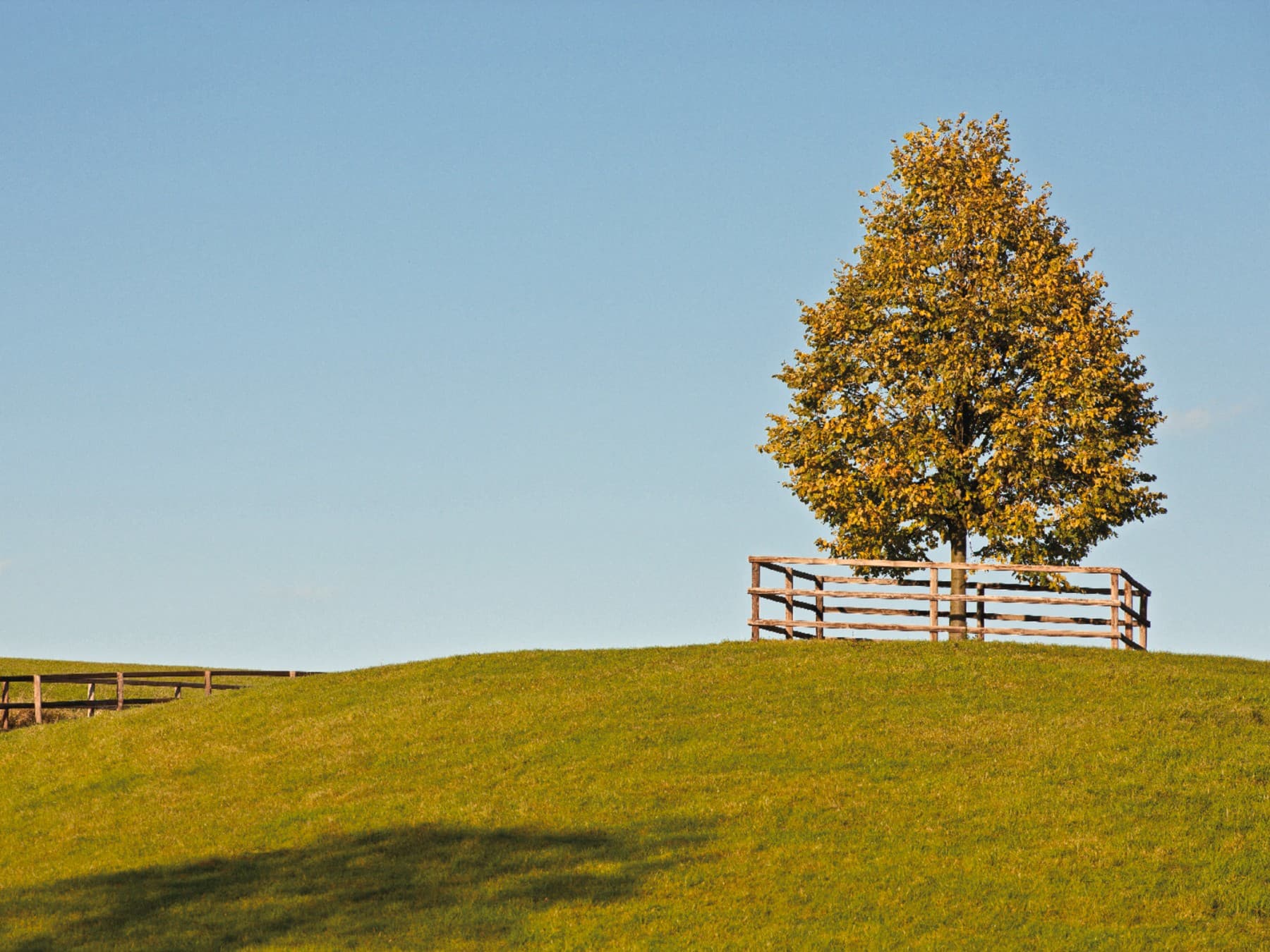 Ein Baum steht auf einer Lichtung.