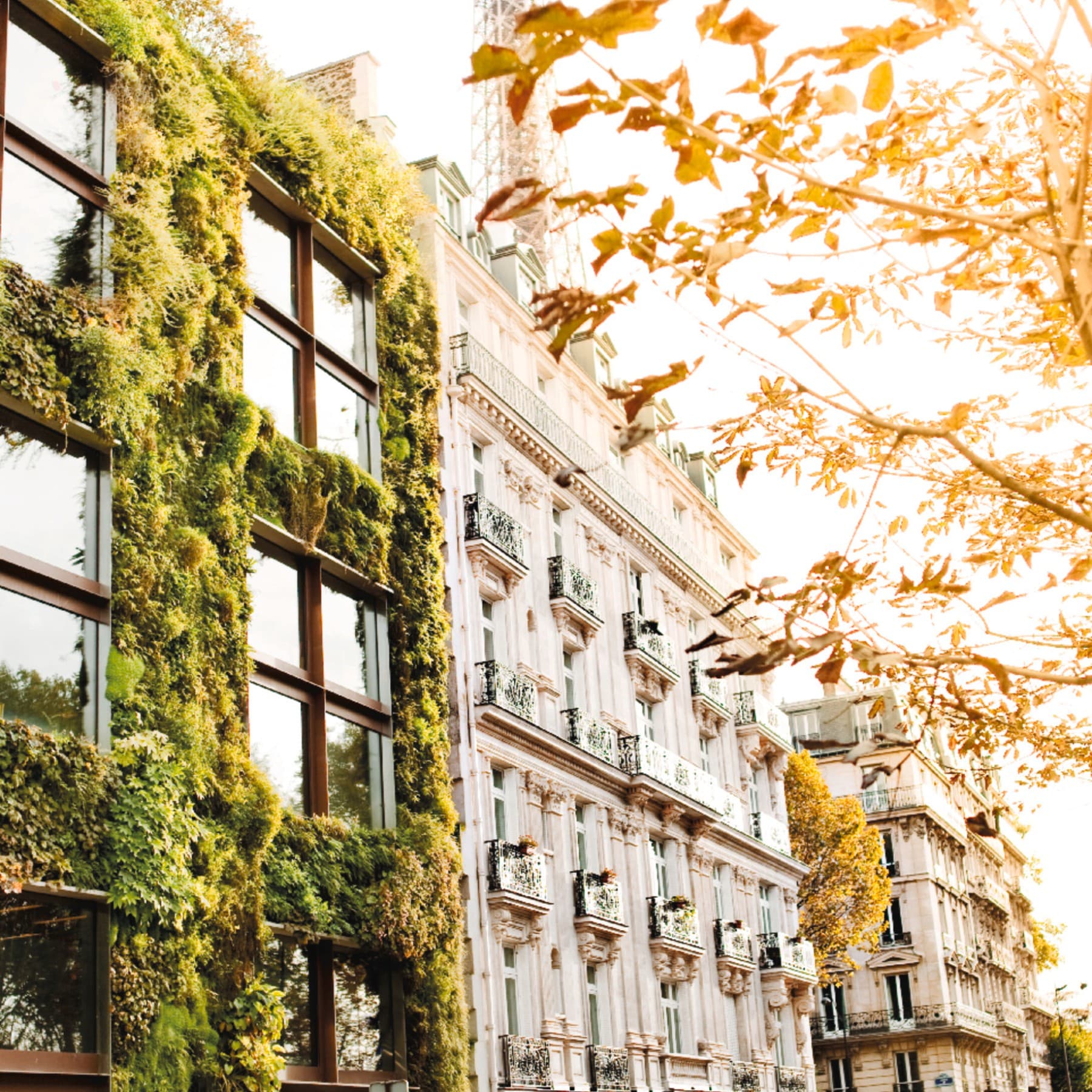Ansicht einer bepflanzten Reihenhaussiedlung