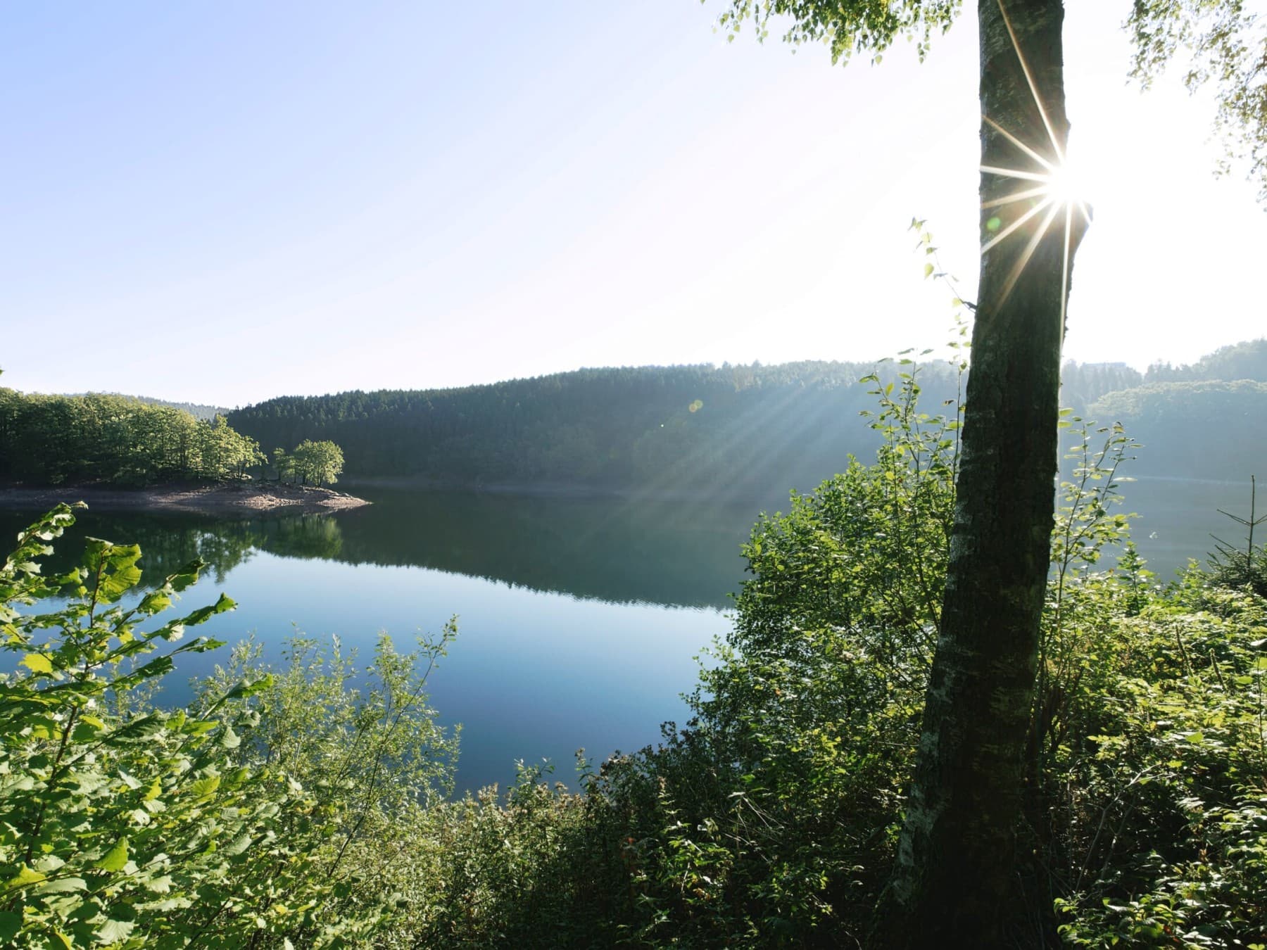 Ein See mit Waldhügeln im Sonnenlicht, ein Baum im Vordergrund.