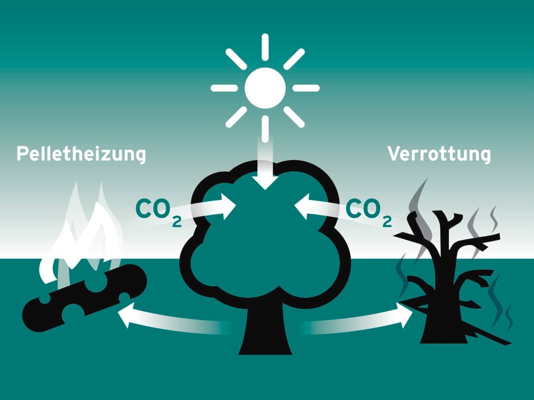Eine Grafik, die den natürlichen Kreislauf von Baumverrottung bis zur Nutzung in der Pelletheizung darstellt.
