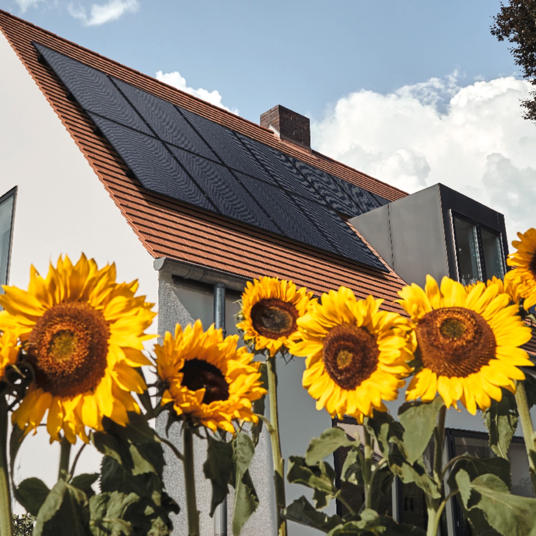 Ein Beet aus Sonnenblumen, das vor einem Einfamilienhaus gewachsen ist.