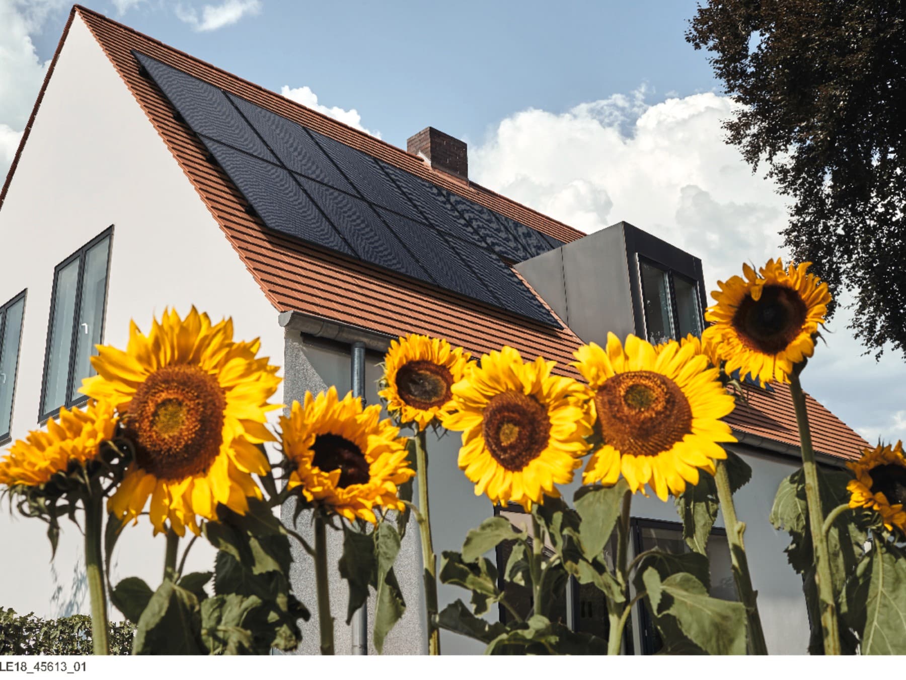 Im Vordergrund stehen große Sonnenblumen, dahinter steht ein Haus mit einer Solaranlage auf dem Dach.