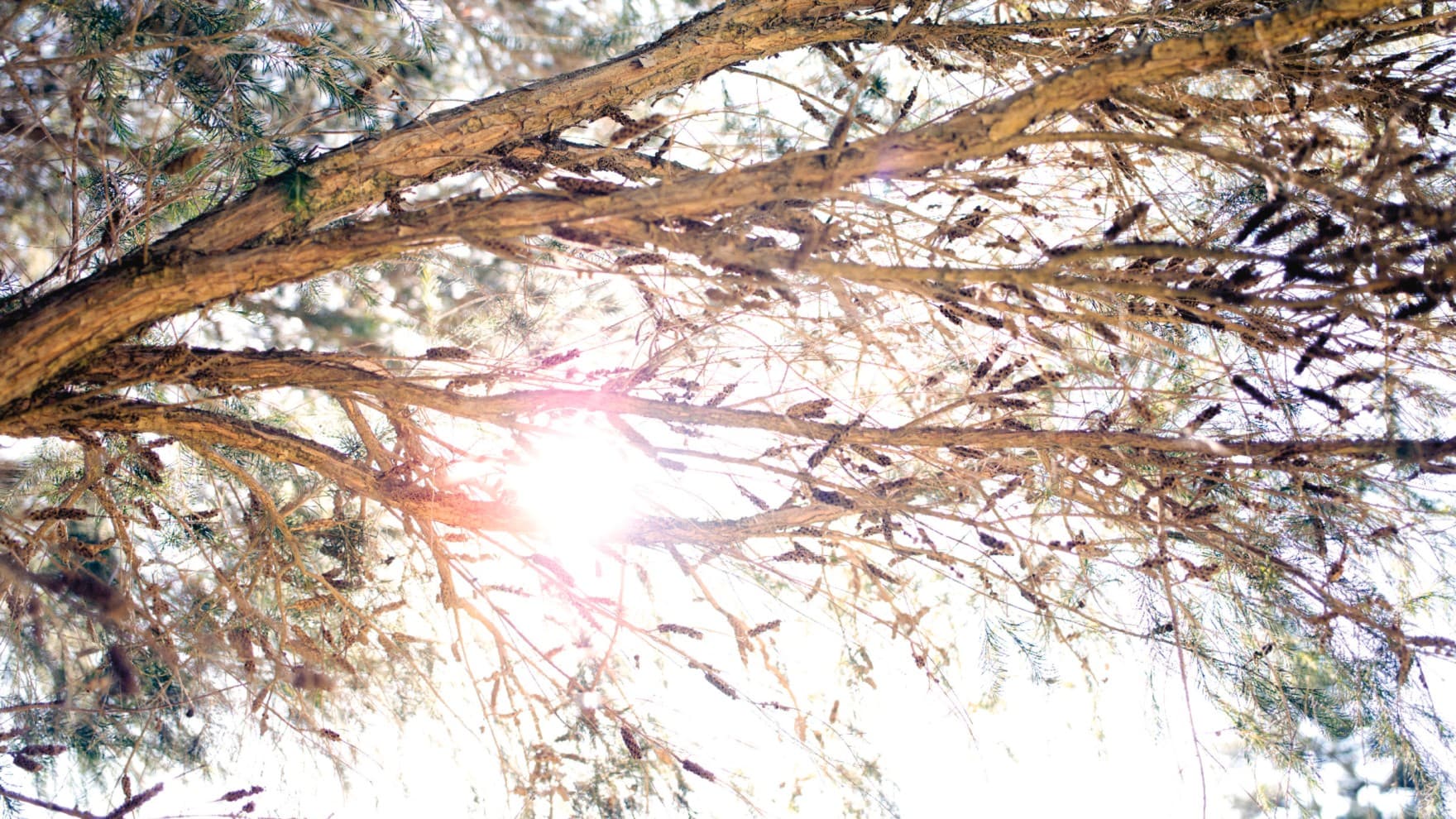 Zweige eines Baumes, durch die die Sonne scheint, von unten fotografiert.